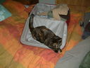 Filename=DSCF0013.JPG
Filesize=278KiB
Dimensions=1280x960
Date added=Jul 31, 2011 DSCF0013.JPG