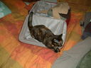 Filename=DSCF0014.JPG
Filesize=276KiB
Dimensions=1280x960
Date added=Jul 31, 2011 DSCF0014.JPG