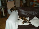 Filename=DSCF0076.JPG
Filesize=283KiB
Dimensions=1280x960
Date added=Jul 31, 2011 DSCF0076.JPG