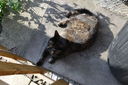 Filename=_SAM7826.JPG
Filesize=547KiB
Dimensions=2047x1362
Date added=May 22, 2011 _SAM7826.JPG