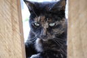 Filename=_SAM78271.JPG
Filesize=383KiB
Dimensions=2047x1362
Date added=May 22, 2011 _SAM78271.JPG